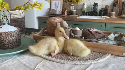Happy Easter. Cute yellow ducklings on the table. The table is decorated with Stock Footage 233536864