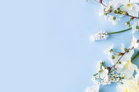 Happy Easter! Daffodils and cherry blossom flat lay on blue background. spr.. Stock Photos