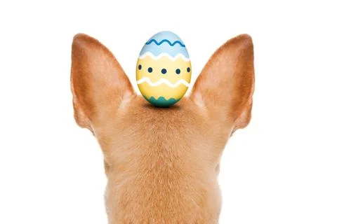 Happy easter dog with egg Stock Photos