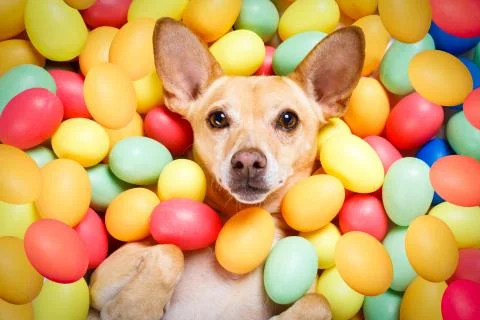 Happy easter dog with eggs Stock Photos