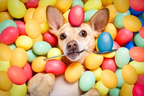 Happy easter dog with eggs Stock Photos
