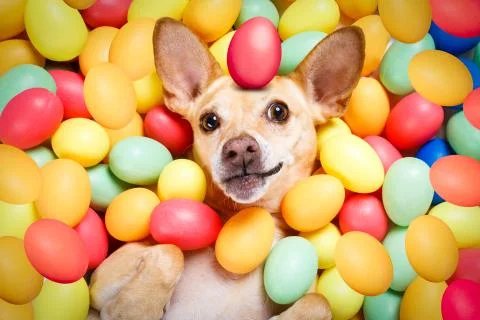 Happy easter dog with eggs Foto stock