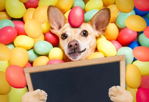 Happy easter dog with eggs Foto stock
