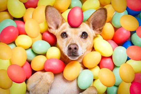 Happy easter dog with eggs Stock Photos