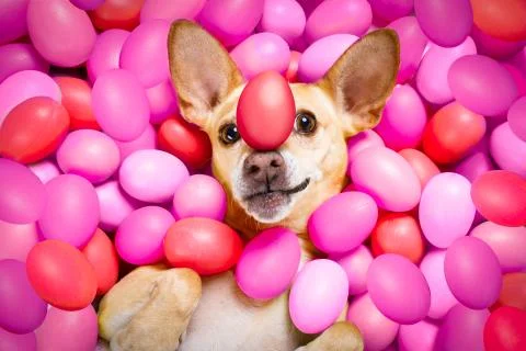 Happy easter dog with eggs Stock-Fotos