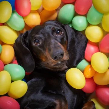 Happy easter dog with eggs Stock Photos