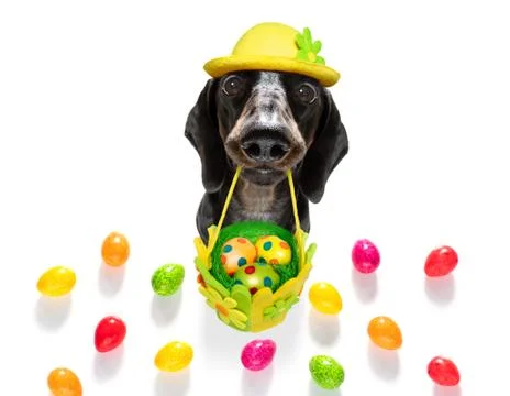 Happy easter dog with eggs Foto stock