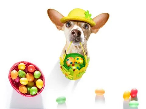 Happy easter dog with eggs Stock Photos