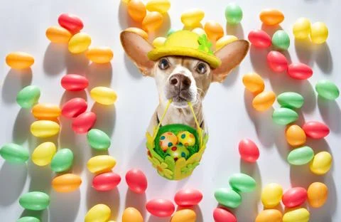 Happy easter dog with eggs Stock Photos