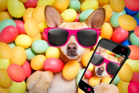 Happy easter dog with eggs selfie Stock-Fotos
