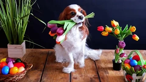 Happy Easter Dog Video With Tulip Flowers and Colorful Eggs Cute Animal Pet Stock Footage 175946349