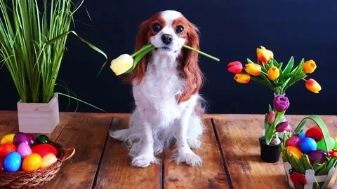 Happy Easter Dog Video With Tulip Flowers and Colorful Eggs Cute Animal Pet Stock Footage 175946497
