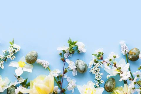Happy Easter! Easter eggs with daffodils and cherry blossom flat lay on blu.. Stock Photos