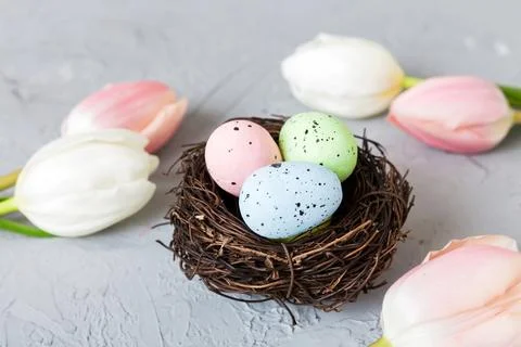 Happy Easter. Easter eggs in nest on colored table with tulip. Natural dyed c Stock Photos