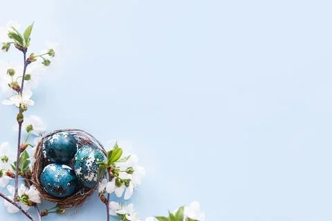 Happy Easter! Easter eggs in nest with cherry blossom flat lay on blue back.. Stock Photos