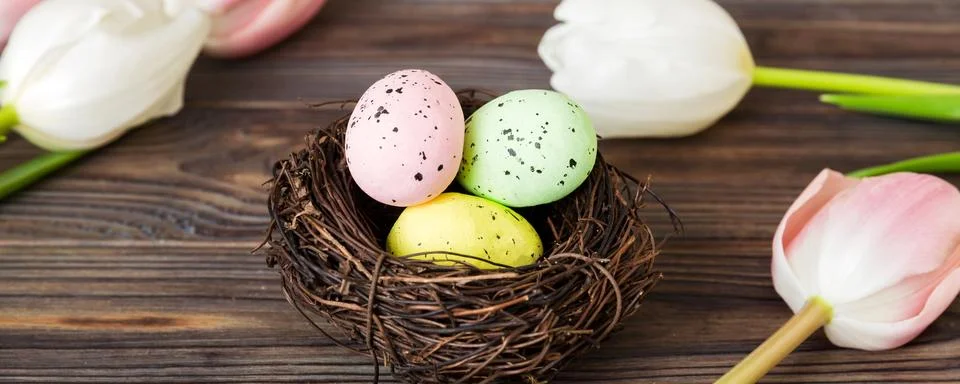 Happy Easter. Easter eggs in nest on colored table with tulip. Natural dyed.. Stock Photos