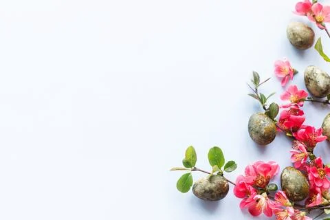 Happy Easter! Easter eggs with red blossom flat lay on blue background. spr.. Stock Photos