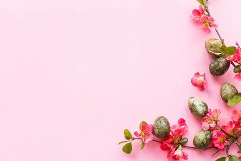 Happy Easter! Easter eggs with red blossom flat lay on pink background. spr.. Stock Photos