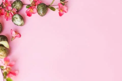 Happy Easter! Easter eggs with red blossom flat lay on pink background. spr.. Stock Photos