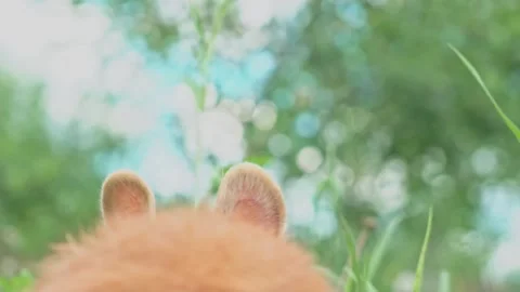 Happy Easter - Easter red fluffy bunny on a sunny blooming spring field wiggles Video stock 198913772