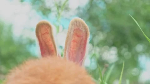 Happy Easter - Easter red fluffy bunny on a sunny blooming spring field wiggles Stock Footage 199399951