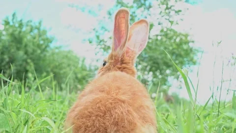 Happy Easter - Easter red fluffy bunny on a sunny blooming spring field wiggles Stock Footage 201983549