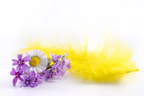 Happy Easter. easter yellow feather and flower on white background Stock Photos