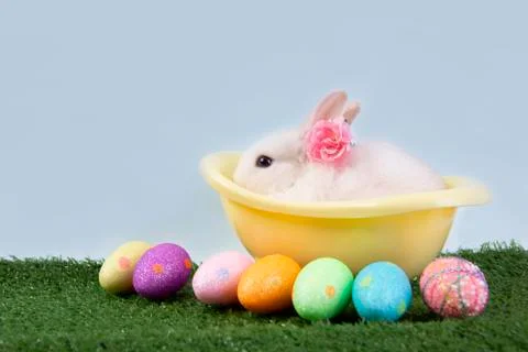 Happy easter eggs collection, Cute White rabbit bunny with basket eggs paint. Stock Photos