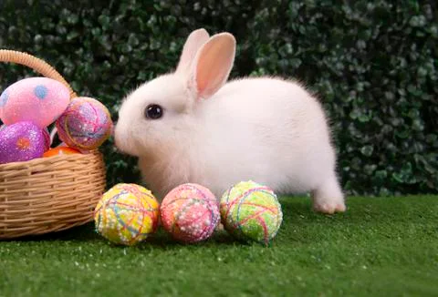 Happy easter eggs collection, Cute White rabbit bunny with basket eggs paint Stock Photos