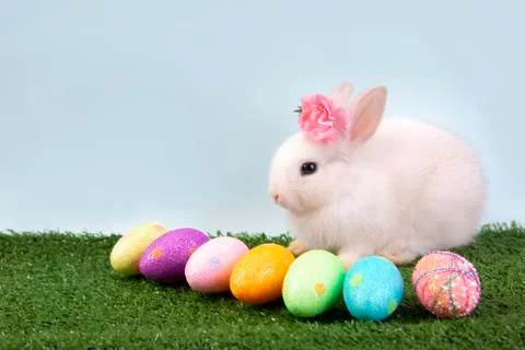 Happy easter eggs collection, Cute White rabbit bunny with basket eggs paint Stock Photos