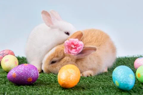 Happy easter eggs collection, Cute White rabbit bunny and brown rabbit bunny Stock Photos