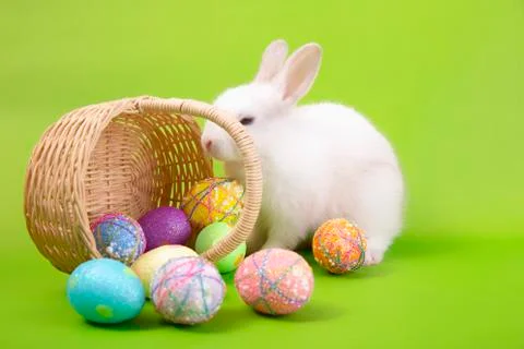 Happy easter eggs collection, Cute White rabbit bunny with basket eggs paint Stock Photos