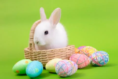 Happy easter eggs collection, Cute White rabbit bunny and brown rabbit bunny Stock Photos