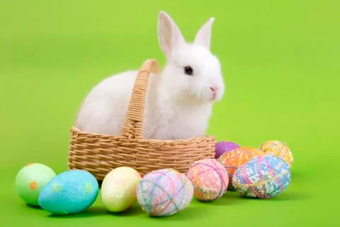 Happy easter eggs collection, Cute White rabbit bunny and brown rabbit bunny Stock Photos
