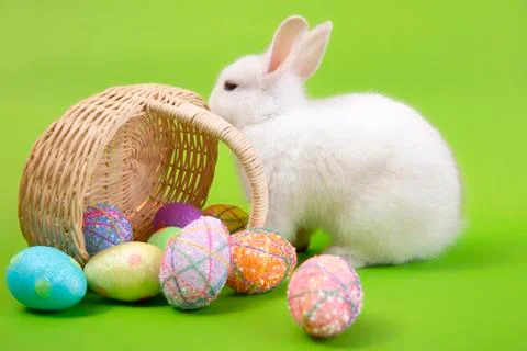 Happy easter eggs collection, Cute White rabbit bunny and brown rabbit bunny Stock Photos