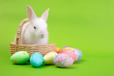 Happy easter eggs collection, Cute White rabbit bunny and brown rabbit bunny Stock Photos