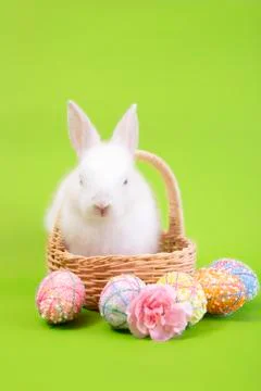 Happy easter eggs collection, Cute White rabbit bunny and brown rabbit bunny Stock-Fotos
