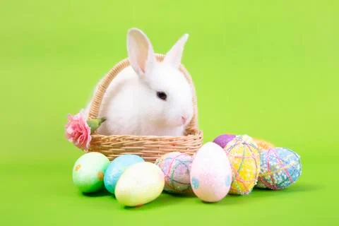 Happy easter eggs collection, Cute White rabbit bunny and brown rabbit bunny Stock Photos