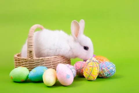 Happy easter eggs collection, Cute White rabbit bunny and brown rabbit bunny Stock Photos