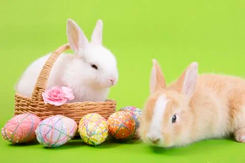 Happy easter eggs collection, Cute White rabbit bunny and brown rabbit bunny Stock Photos