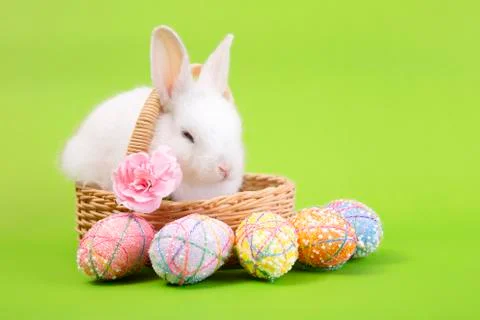Happy easter eggs collection, Cute brown rabbit bunny with basket green backg Stock Photos