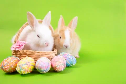 Happy easter eggs collection, Cute White rabbit bunny and brown rabbit bunny Stock Photos