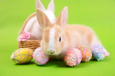 Happy easter eggs collection, Cute White rabbit bunny and brown rabbit bunny Stock Photos