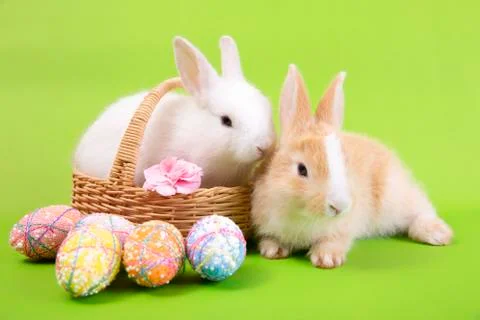 Happy easter eggs collection, Cute White rabbit bunny and brown rabbit bunny Stock Photos
