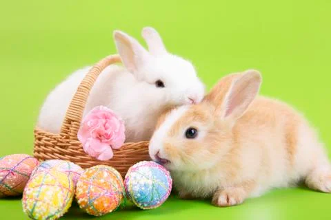 Happy easter eggs collection, Cute White rabbit bunny and brown rabbit bunny Stock Photos