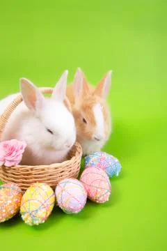 Happy easter eggs collection, Cute White rabbit bunny and brown rabbit bunny Stock Photos