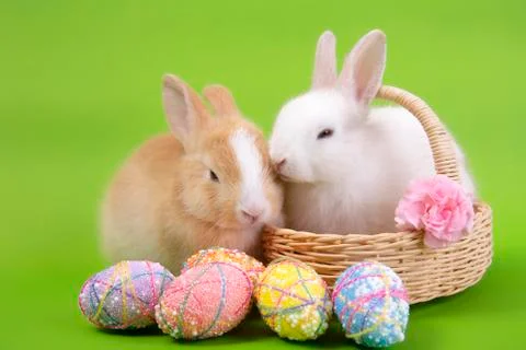 Happy easter eggs collection, Cute White rabbit bunny and brown rabbit bunny Stock Photos