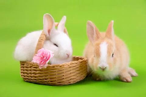Happy easter eggs collection, Cute rabbit bunny in basket and egg coloring. 写真素材
