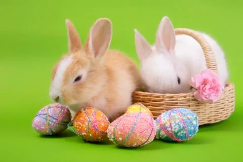 Happy easter eggs collection, Cute White rabbit bunny and brown rabbit bunny Stock Photos