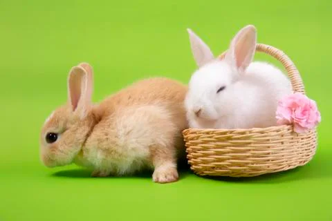 Happy easter eggs collection, Cute Cute White rabbit bunny and brown rabbit b 写真素材